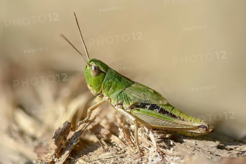 Acrididae, Caelifera, Chorthippus parallelus, field locusts, common grasshoppers, gomphocerinae, short-feeler, pseudochorthippus parallelus, female, grasshoppers, grasshoppers, insects, meadow grasshoppers, insects, meadow grasshoppers, female