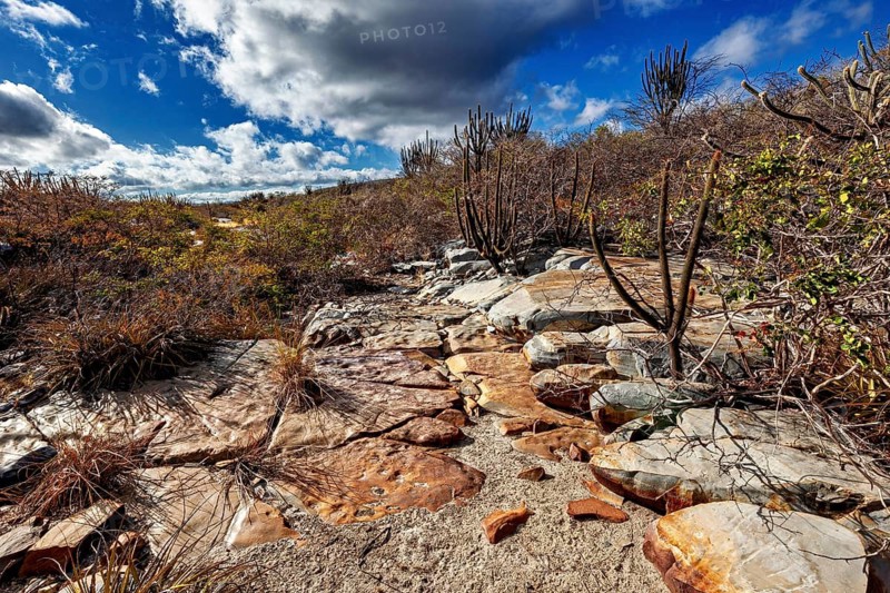 Hiking trail through a barren desert landscape with cacti and stone slabs, The thornshrub savanna in the Caatinga landscape in the federal states of Pernambuco and Bahia in Brazil