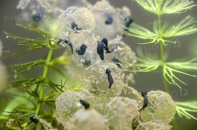 Common frog, Common Frog, rana temporaria, amphibians, amphibians, freshly hatched, frog, frog, young animal, juvenile, tadpole, spawn, spawn ball, larva, amphibians, hatching, spawn, tadpole