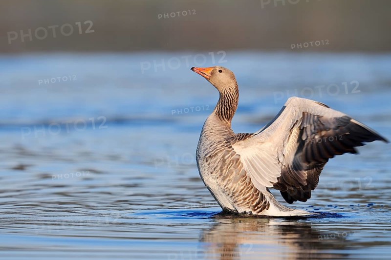 Greylag goose (Anser anser), flapping wings, North Rhine-Westphalia, Germany