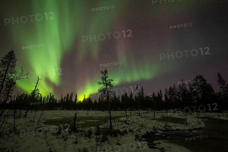 Northern Lights (Aurora borealis), Muddus National Park, Laponia World Heritage Site, Norrbotten, Lapland, Sweden, October 2024