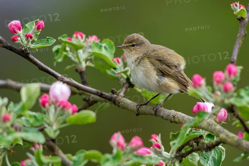 Chiffchaff, fruit tree blossoms, phylloscopus collybita, zilpzalp, birds, spring, passeri, songbirds, jump, birds