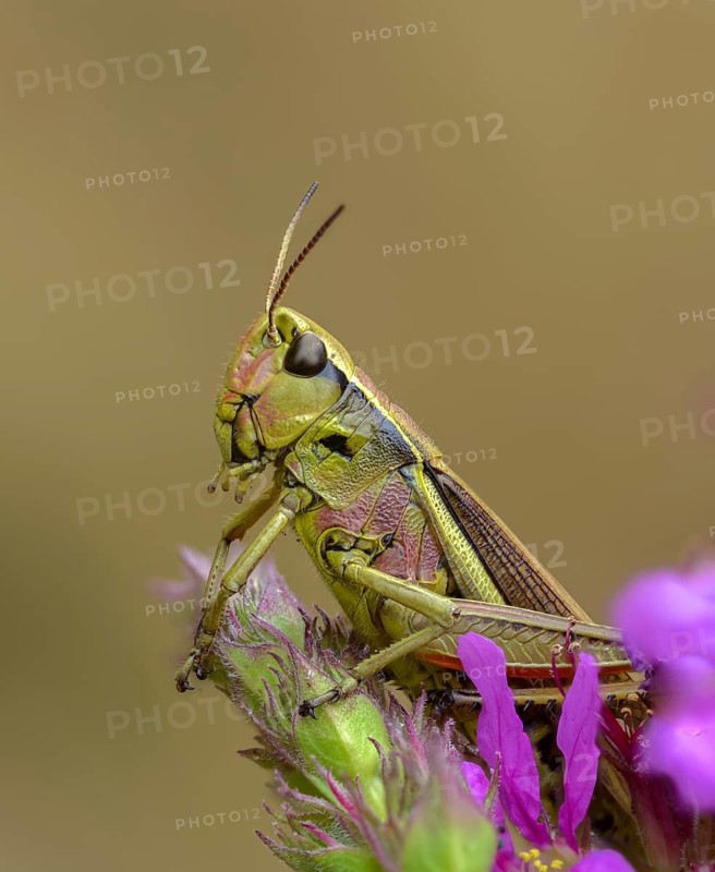 Acrididae, caelifera, grasshoppers, short-feeler scare, locustinae, mecostethus grossus, stethophyma grossum, swamp scare, grasshoppers, grasshoppers, high size, portrait format, insects, large marsh grasshopper