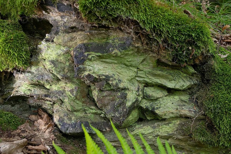 Germany, Thuringia, moss, geotope, rock, landscape, moss, slate, slate, clay slate, Vogtland