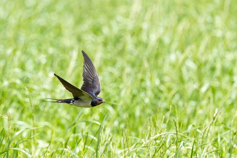 A swallow flies over a green meadow on a sunny day, a barn swallow (Hirundo rustica) in flight over a green meadow, Mecklenburg-Western Pomerania, Rügen, Germany