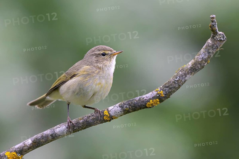Chiffchaff (Phylloscopus collybita), Littlewood Ranch, Limbach, Burgenland, Austria