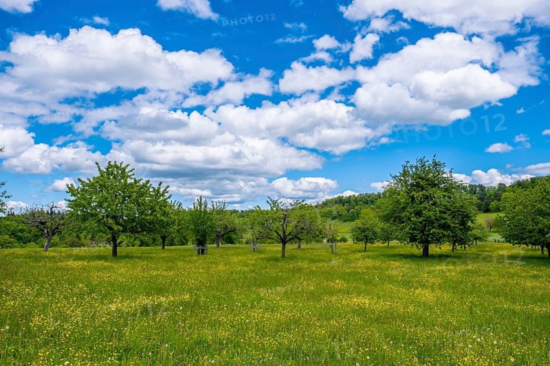 A meadow with yellow flowers and scattered fruit trees under a cloudy sky, Bubendorf, Basel-Landschaft Canton, Switzerland
