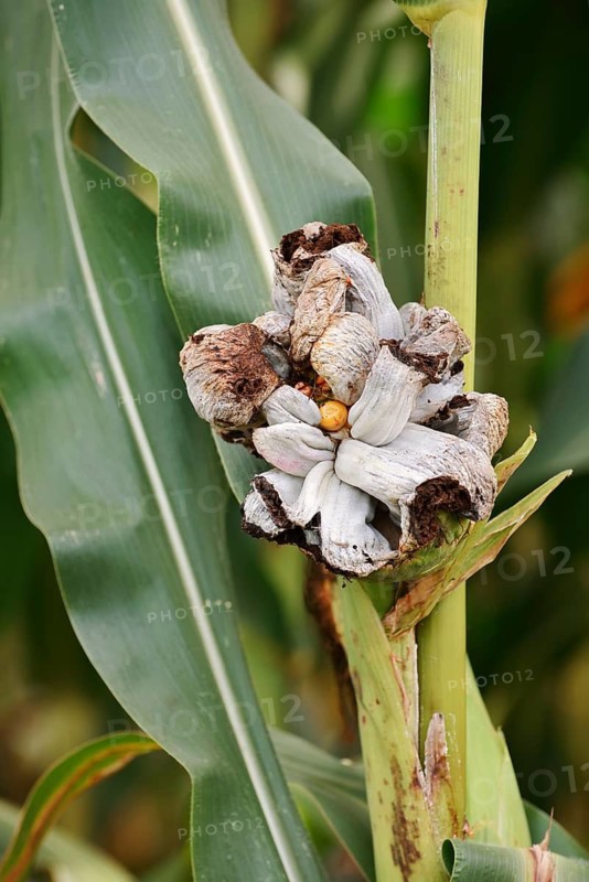 Maize smut (Ustilago maydis) on a maize corn cob (Zea mays), Haut-Rhin, France