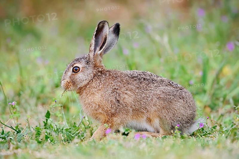A brown hare (Lepus europaeus) is sitting in a meadow eating, North Rhine-Westphalia, Germany