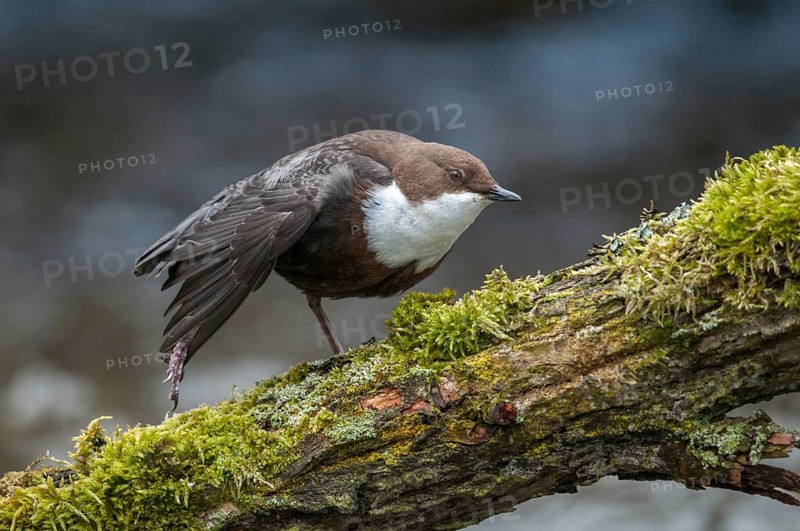 Cinclus cinclus, dippers, birds, passeri, songbirds, songbirds, birds