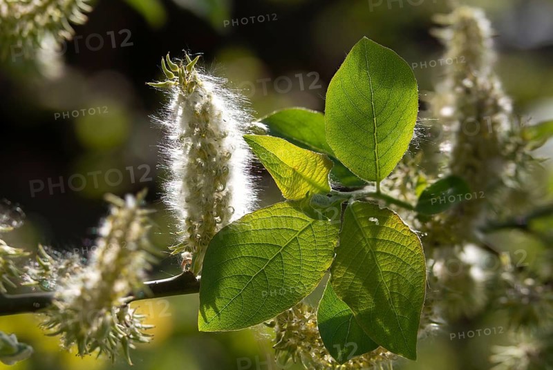 Hanging sage, kitten willow, palm willow, saal willow, salicaceae, salix caprea, willow, tree, trees, flora, goat willow, great sallow, plants, plants, pussy willow, tree