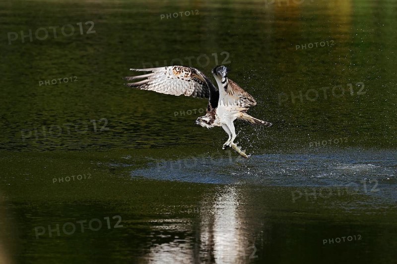 An osprey (Pandion haliaetus) takes off from the water after hunting, with a fish caught in its talons, North Rhine-Westphalia, Germany