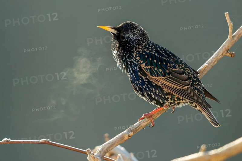Star, Starling, Sturnus Vulgaris, Birds, Song, Passeri, Singing, Songbirds, Birds