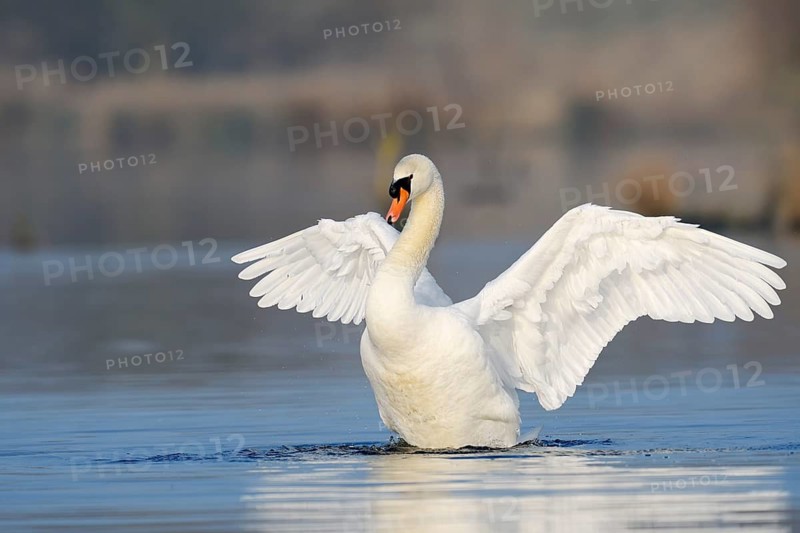 Mute swan (Cygnus olor), flapping wings, North Rhine-Westphalia, Germany