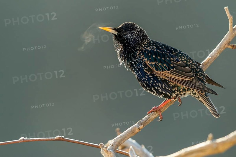 Star, Starling, Sturnus vulgaris, Birds, Passeri, Songbirds, Birds