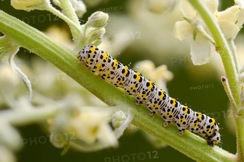 Cucullia lychnitis, grey-pollinated woolly monk, Shargacucullia lychnitis, later mullein monk, striped lychnis, inchworm, insects, moths, moths, moths, caterpillar, butterflies