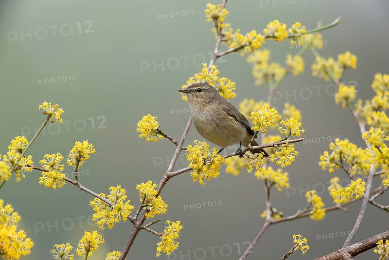 Chiffchaff, Phylloscopus collybita, Zilpzalp, Birds, Spring, Passeri, Songbirds, Jump, Birds