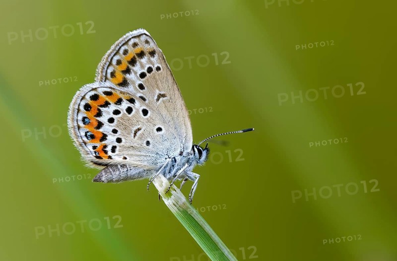 Argus blue, goatclover blue, plebeius argus, silver-studded blue, blue, butterfly, insects, butterfly, butterfly, butterfly