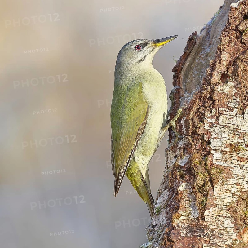 Grey-headed Woodpecker (Picus canus), a male perched on the trunk of a grey birch (Betula populifolia) whilst foraging, wildlife, woodpeckers, birds, nature photography, Wilnsdorf, North Rhine-Westphalia, Germany