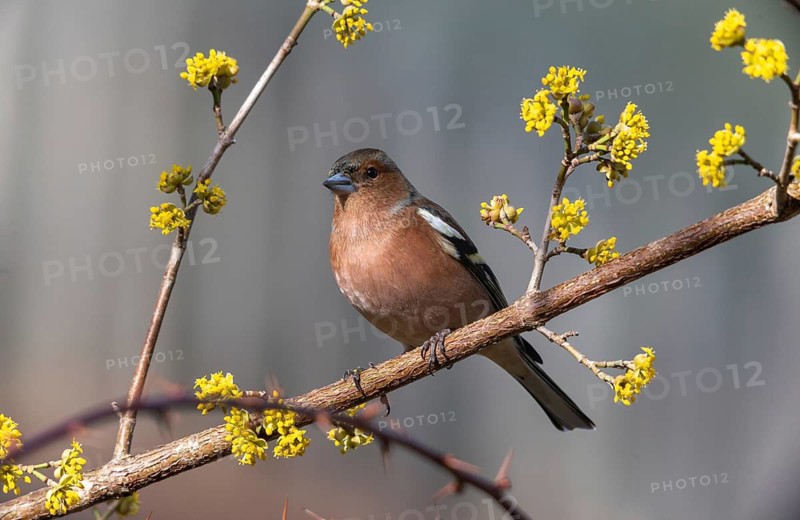 Chaffinch, Fringilla Coelebs, Birds, Passeri, Songbirds, Birds