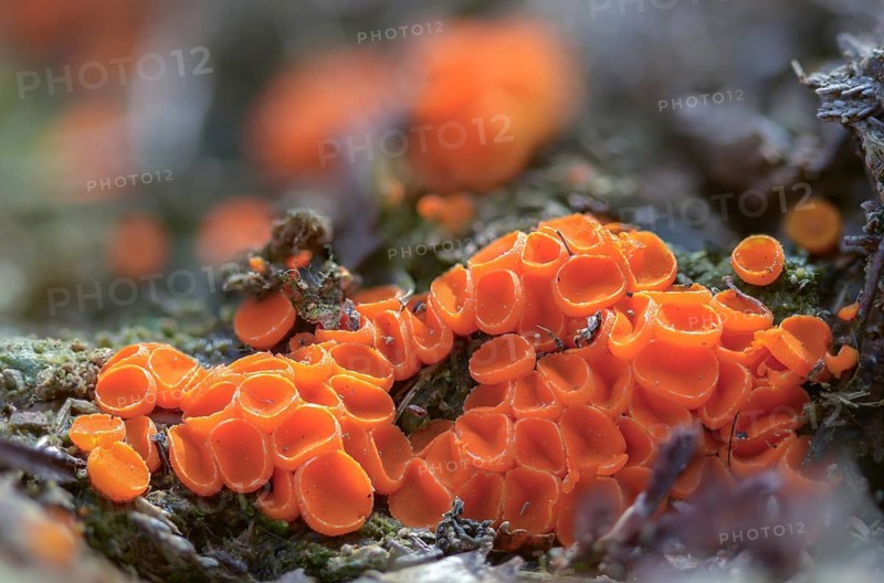 Beaker, byssonectria fusispora, inermisia fusispora, spindle-spored beaker, spindle-spored aggregate beaker, fungi, fungi, mushrooms