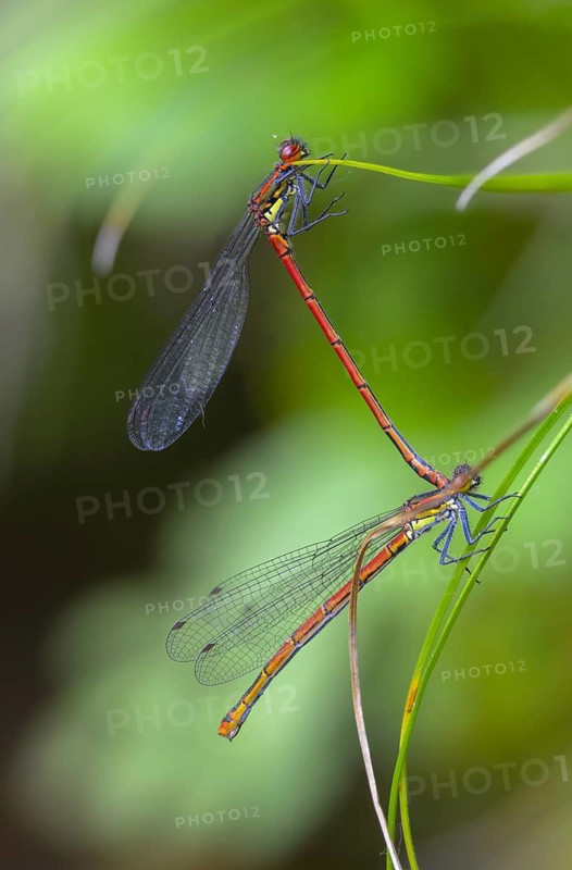Early Adonis dragonfly, large red damselfly, Pyrrhosoma nymphula, damselflies, dragonflies, high size, portrait format, insects, copula, dragonflies, odonata, mating, zygoptera