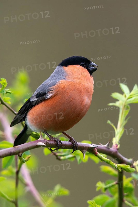 Bullfinch, Bullfinch, Pyrrhula Pyrrhula, Birds, Bullfinch, High Size, Portrait, Male, Passeri, Songbirds, Birds