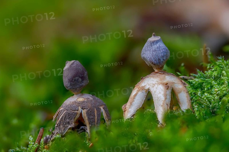 Earth star, geastrum quadrifidum, small nest star, nest star, old, four-footed earthstar, fungi, fungi, rayed earthstar