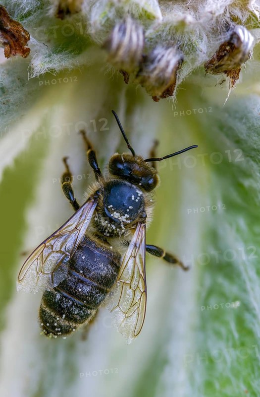 Apidae, apis mellifera, bees, European honey bee, European honeybee, hymenoptera, western honey bee, western honey bee, high size, portrait format, honey bee, honeybee, insects, queen