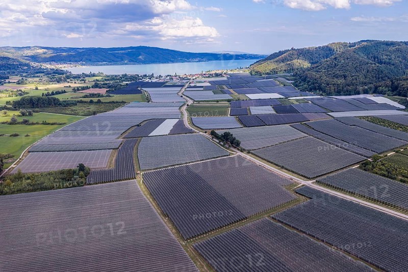 Fruit growing on Lake Constance. Apple orchards with protective nets against hail. Drone photo. Bodman-Ludwigshafen, Baden-Württemberg, Germany