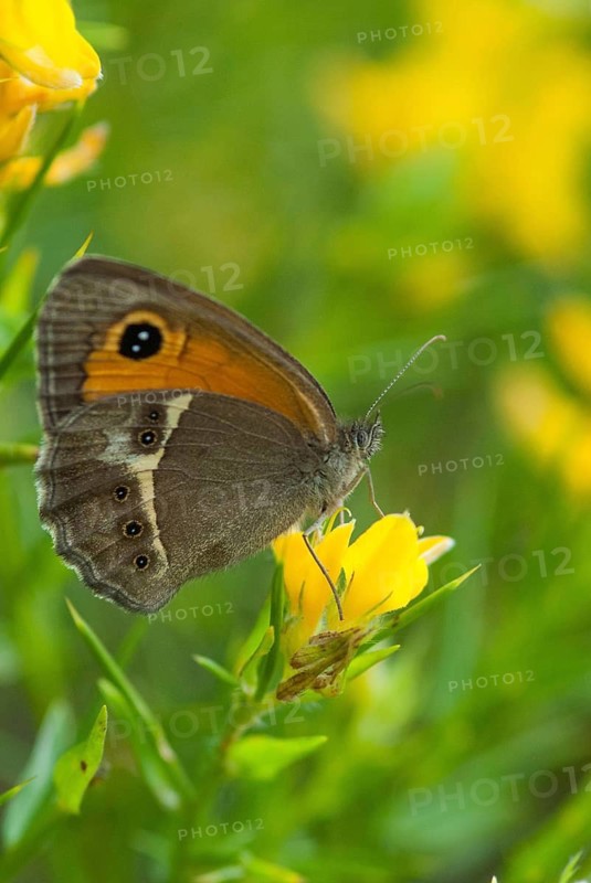 Bathsheba maniola, Pyronia Bathsheba, Spanish oxeye, Spanish gatekeeper, butterfly, Extremadura, high size, portrait format, insects, butterfly, Spain, butterflies, butterflies, Spain, butterflies