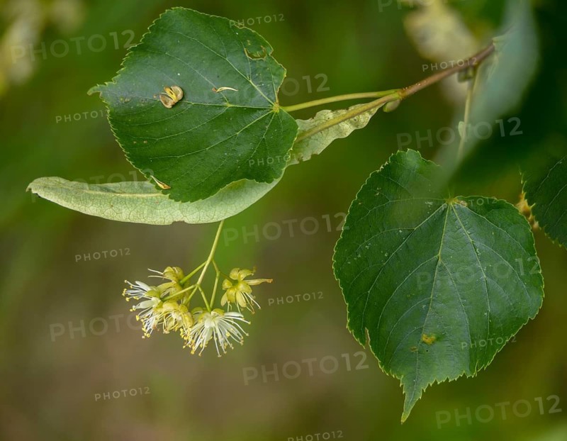 Linden plant, stone linden, tilia cordata, tiliaceae, winter linden, tree, trees, flora, little-leaf, littleleaf linden, plants, small-leaved lime, small-leaved linden, tree