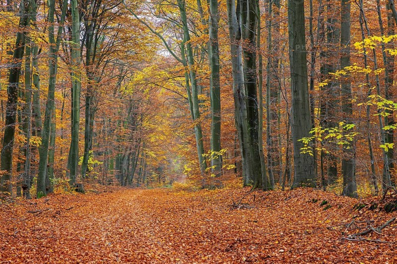 Forest road and European beeches, common beech trees with foliage in yellow, brown and green autumn colours, fall colors in broadleaved woodland