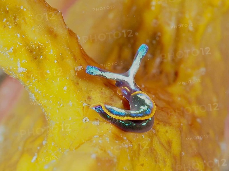 Small, colourful nudibranch, Hope's Elysia, sap-sucker (Thuridilla hopei), on a yellow gold sponge (Aplysina aerophoba), Muzil dive site, Stoja, Pula, Croatia, Mediterranean Sea