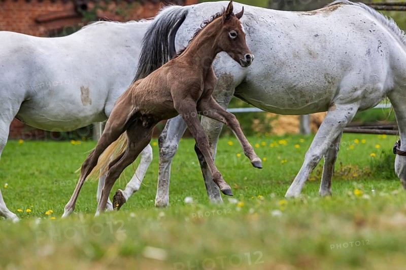 Foal pasture at Marbach main and state stud. Arabian mares with their foals. The stud is an important point of contact for horse breeders and equestrian athletes. The breeding of Arabian horses there is very well known. There are between 520 and 600 horses of various breeds in Marbach. Gomadingen, Baden-Württemberg, Germany