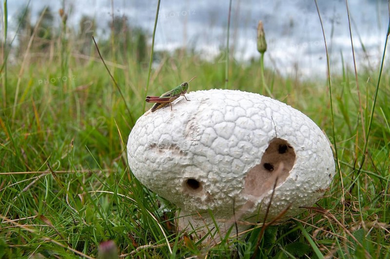 Outcut dust fungus, bovistella utriformis, eggshell bovist, common bovist, common dust, paneled dust, handkea utriformis, rabbit bovist, lycoperdone utriform, mosaic puffball, smoke sponge, dust, fungi, fungus, mushrooms, fungi, fungi, fungi, mushrooms