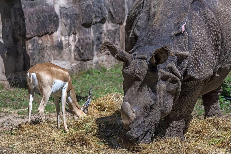 African one-horned rhinoceros (Rhinoceros unicornis) and duiker (Antilope cervicapra) feeding in an enclosure, Nuremberg Zoo, Middle Franconia, Bavaria, Germany