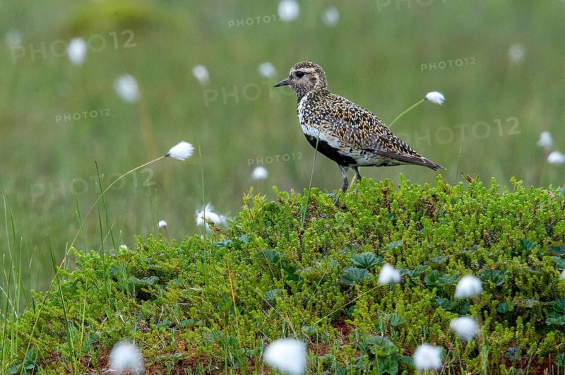 Finland, golden plovers, pluvialis apricaria, birds, charadriiformes, limikolen, plower, plovers, birds, waders, waders