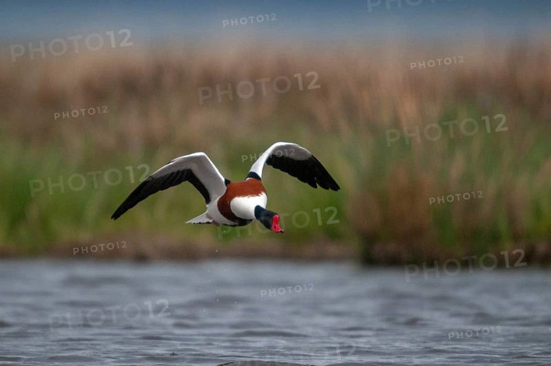Brandgoose, Shelduck, Tadorna Tadorna, Anatidae, Birds, Duckbirds, Goose, Geese, Birds, Waterbirds
