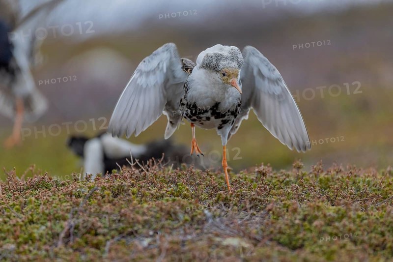 Ruff (Philomachus pugnax), at the mating site, Varanger, Norway