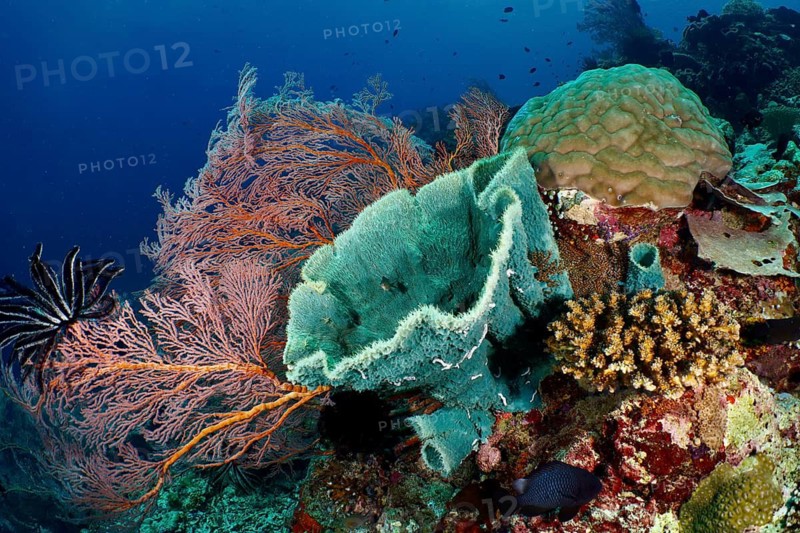 A colourful coral reef featuring the spiny tube sponge (Callyspongia (Cladochalina) aerizusa) and various corals in a rich underwater environment, at the Coral Garden dive site, Menjangan, Bali, Indonesia
