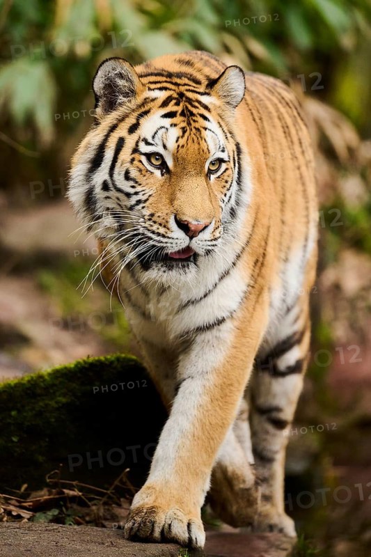 Siberian tiger or Amur tiger (Panthera tigris altaica) walking on the ground, captive, habitat in Russia