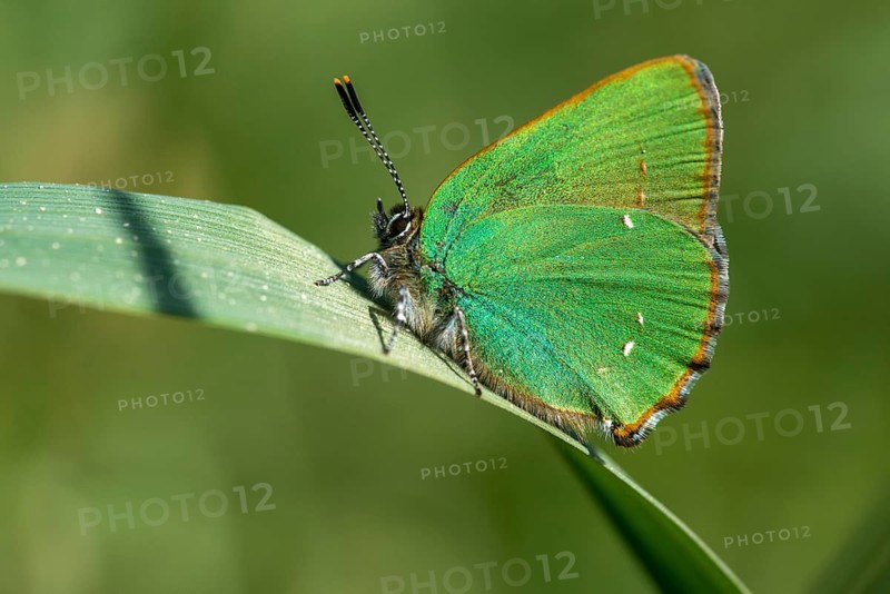 Blackberry tip, Callophrys rubi, gren hairstreak, green pointed butterfly, insects, butterfly, butterflies, butterflies