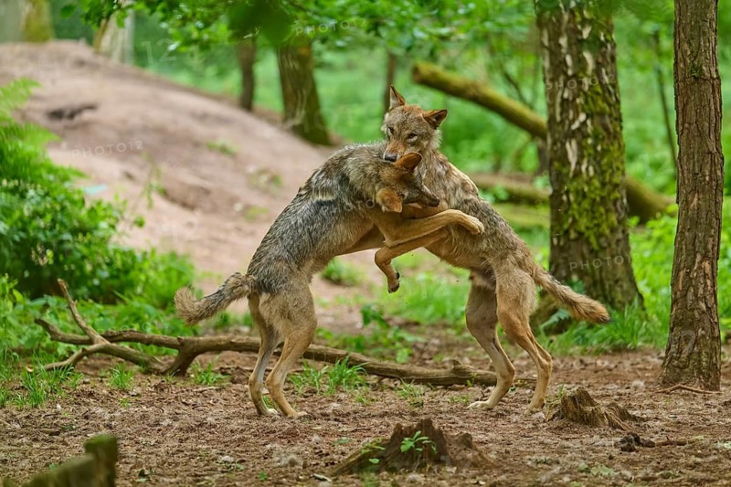 Two wolves interacting playfully or aggressively, summer, wolf (Canis lupus), Germany