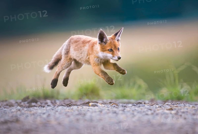 Red fox cubs (Vulpes vulpes) leaping, Zurich, Switzerland