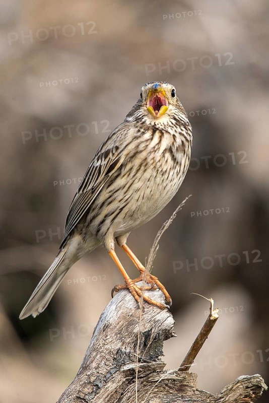 Brandenburg, Corn Bunting, Germany, Emberiza Calandra, Corn Bunting, Miliaria Calandra, Nabu, Nabu project, national natural heritage, natural paradise Grünhaus, post-mining landscape, birds, call, song, green house, high size, portrait, passeri, call, singing, songbirds, birds