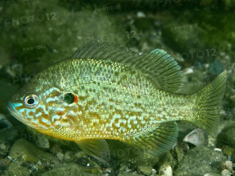 A brightly coloured cichlid, the pumpkinseed sunfish (Lepomis gibbosus), in the water amongst rocks, at the Baumgärtli diving site, Lake Zug, Lake Immen, Canton of Schwyz, Switzerland