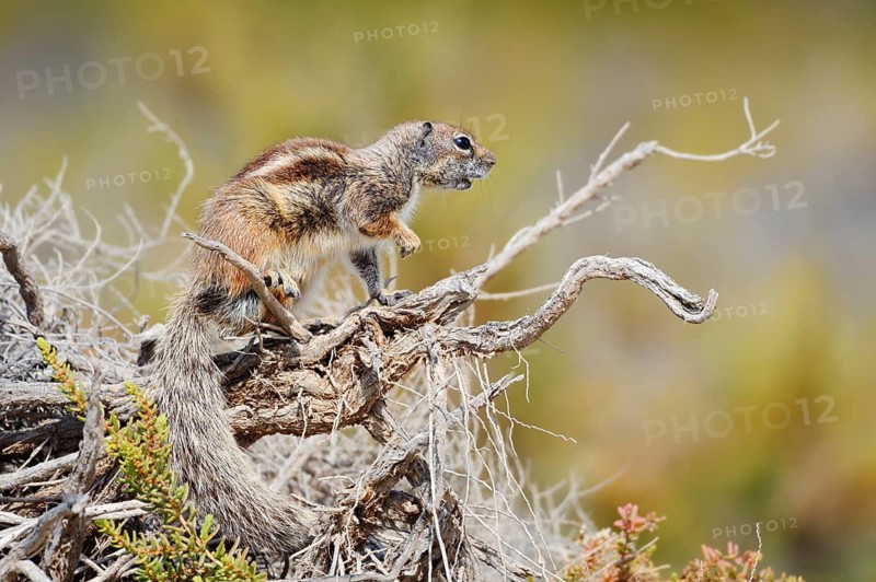 Atlantic ground squirrel or North African bristly ground squirrel (Atlantoxerus getulus), Fuerteventura, Canary Islands, Spain
