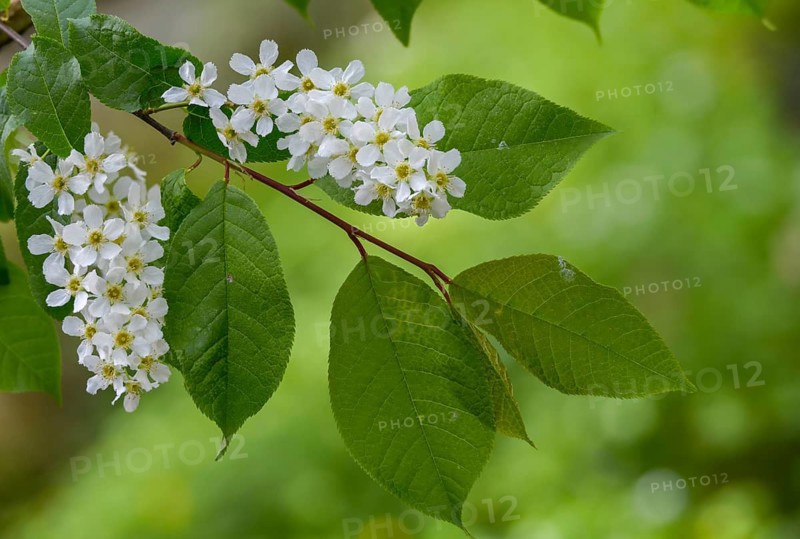 Eagle cherry, elsen cherry, common grape cherry, Mayday tree, Prunus padus, rosaceae, rose family, marsh cherry, tree, bird cherry, trees, flora, spring, hackberry, hagberry, plants, plants, spring, tree