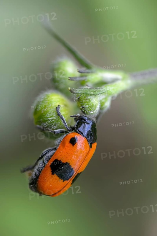 Ant sack beetle, Ant bag beetle, Clytra Laeviuscula, Willow Clytra, Beetle, Coleoptera, high size, portrait format, insects, beetles